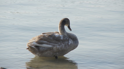 Schwan