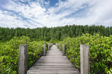 Fototapeta na wymiar Wood Bridge Mangrove forest walkway