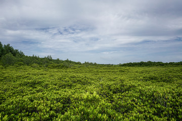 Mangrove forest , sky