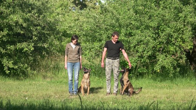 Two dogs are executing commands of their owners. Two dogs are standing, sitting and lying down by the commands of their owners.