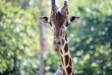close up portrait of a giraffe