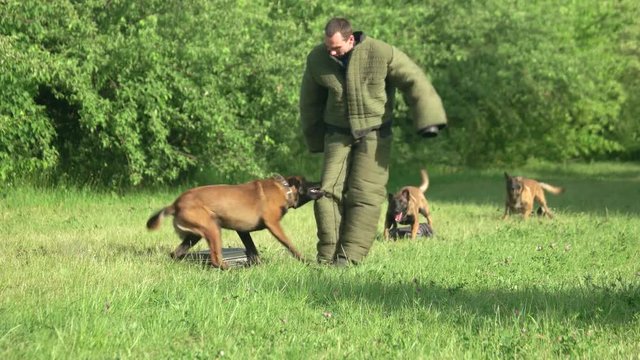 Dog is attacking a man to protect a property. Trained dog is attacking a figurant to protect a case.