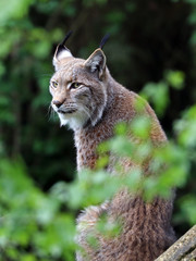 Lynx