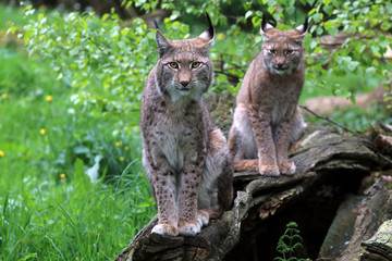 Fototapeta na wymiar Lynx