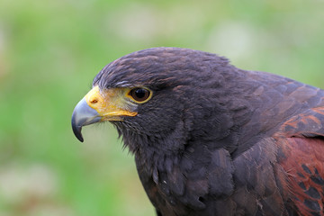 Fototapeta premium Harris Hawk