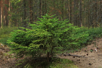 little furry Christmas tree in the forest