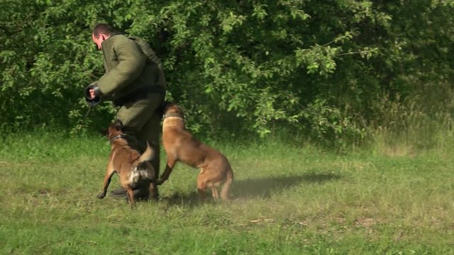 Two dogs are attacking a man. Two dogs are attacking and biting figurant.