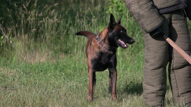 Dog biting and releasing. Dog is biting different parts of a figurant's body.