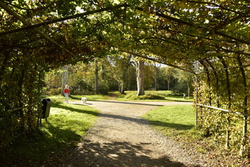 Fototapeta premium Le tunnel de verdure au du Vrijbroekpark à Malines 