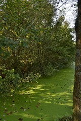 Ruisseau ombragé couvert d'organismes microscopiques verts dans le bois au Vrijbroekpark à Malines