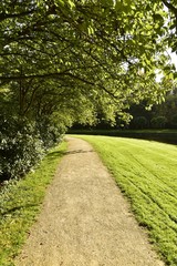 Feuillage d'un arbre surplombant un chemin au Vrijbroekpark à Malines