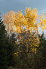 Fototapeta premium Sunset is reflected in the yellow leaves of birch