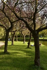 Fototapeta na wymiar Arbres à feuillage couleur bordeaux en quinconque le long du chenal principal du Vrijbroekpark à Malines