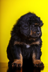 tibetan mastiff puppies in studio quality