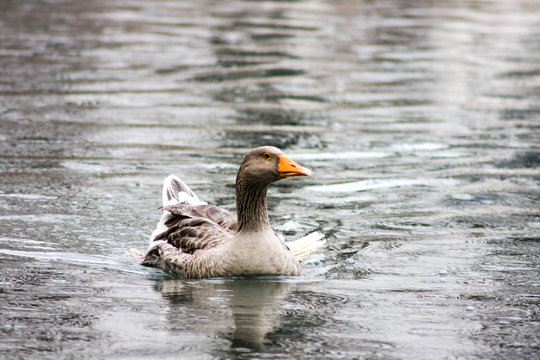 Goose in water, rainy day