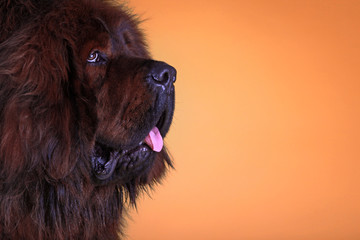 Fototapeta premium Tibetan Mastiff dog in studio quality