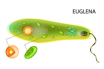 Euglena verde. Vector euglena structure