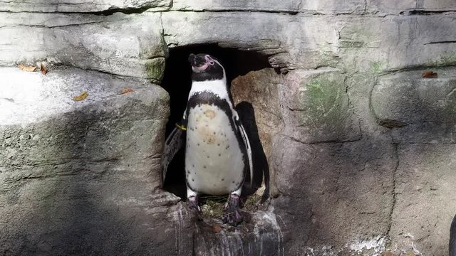 Humboldt Pinguin - Humboldt penguin