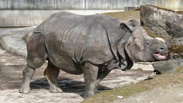 Indisches Panzernashorn - Rhinozeros - Nashorn