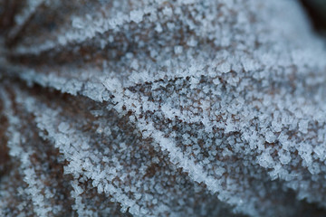 dry autumn leaf in the frost
