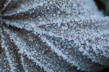 dry autumn leaf in the frost