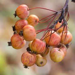 ripe beautiful yellow-red apples on a branch