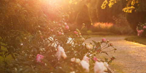 summer blooming park with lush peonies in the rays of the sun © guppys