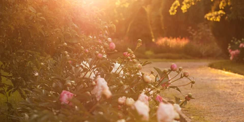 Photo sur Plexiglas Été summer blooming park with lush peonies in the rays of the sun