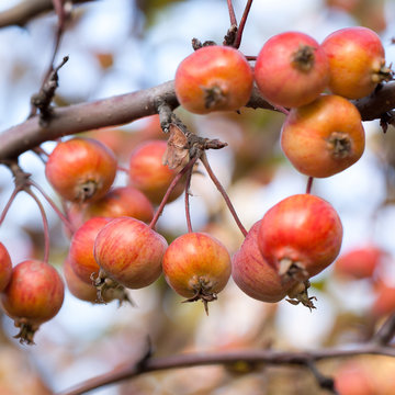 ripe beautiful yellow-red apples on a branch