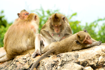 Monkey family