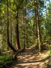 Obraz premium rough path deep in the forest under the sun