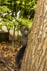 squirrel climbing up a tree 