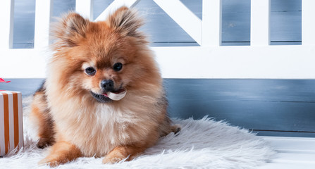 Pomeranian spitz is laying on the white plaid and eating delicacy. Concept happy holiday and food