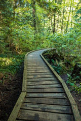 wooden path in the forest