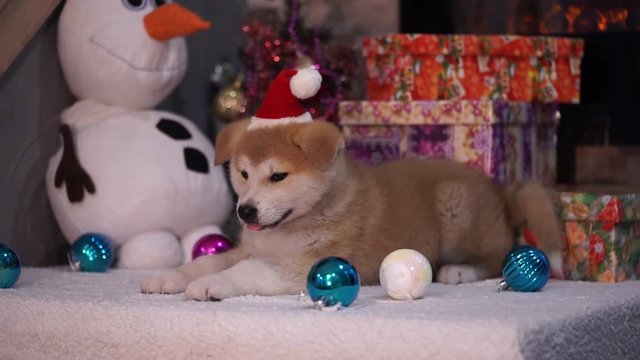year of the dog. Akita Inu and New Year's Toys