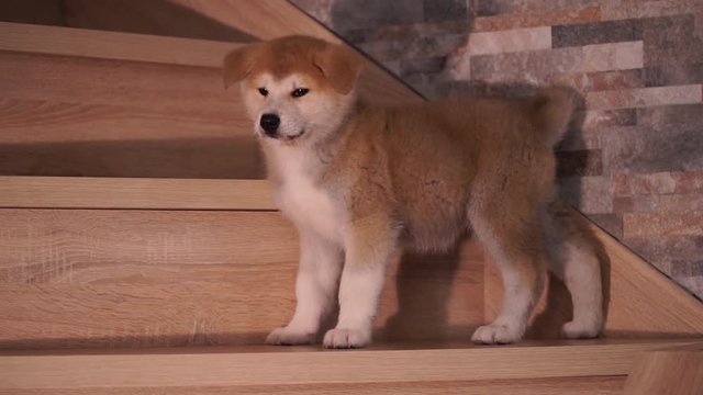 puppy Akita inu red color
