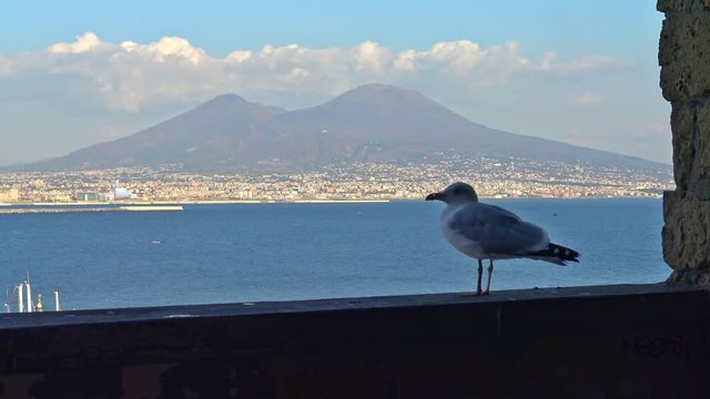 4K Napoli, Castel dell'Ovo. Gabbiano amico 1 sul muro del castello che osserva il Vesuvio.