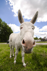 Obraz premium Wonky donkey