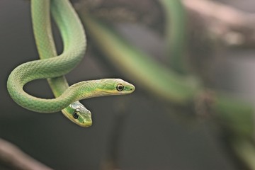 Paar der Rauen Grasnatter (Opheodrys aestivus) auf Zweig 
