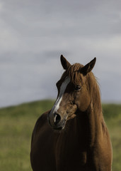 Obraz premium Brown horse head shot portrait