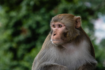 Monkey in the monkey temple