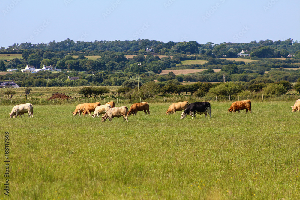 Poster cattle