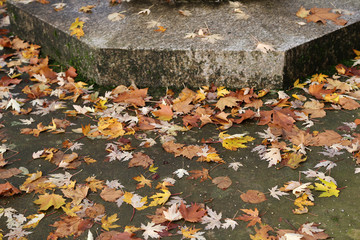 Autumn leaves lie on the asphalt