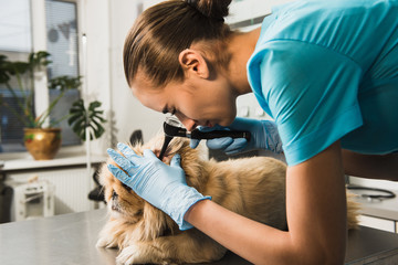 Dog examination at vet ambulance.