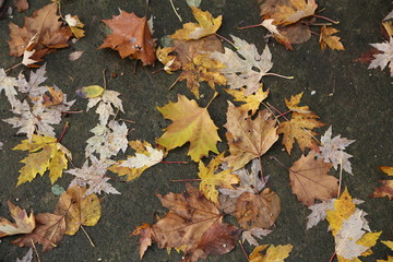 Autumn leaves lie on the asphalt