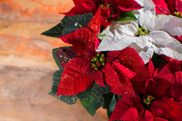 Christmas star red and white poinsettia flowers, Christmas decoration