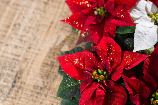 Christmas star red and white poinsettia flowers, Christmas background with copy space, free text