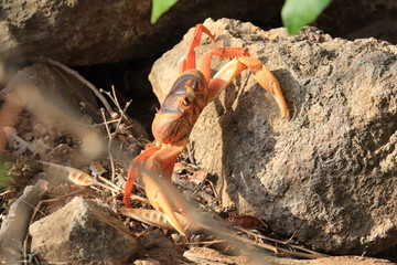 Kubanische Landkrabbe auf Felsen