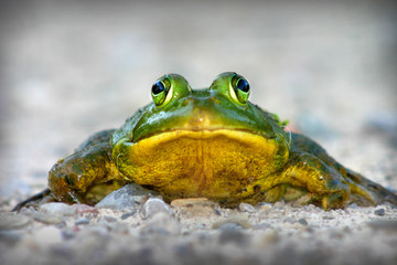 Frog