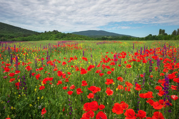 Spring flowers in field. Beautiful landscape. Composition of nature